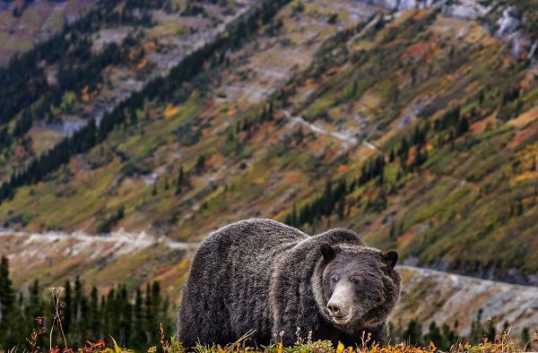 Haney, Chuck 아티스트의 Grizzly bear along Going-to-the-Sun Road in Glacier National Park-Montana-USA작품입니다.